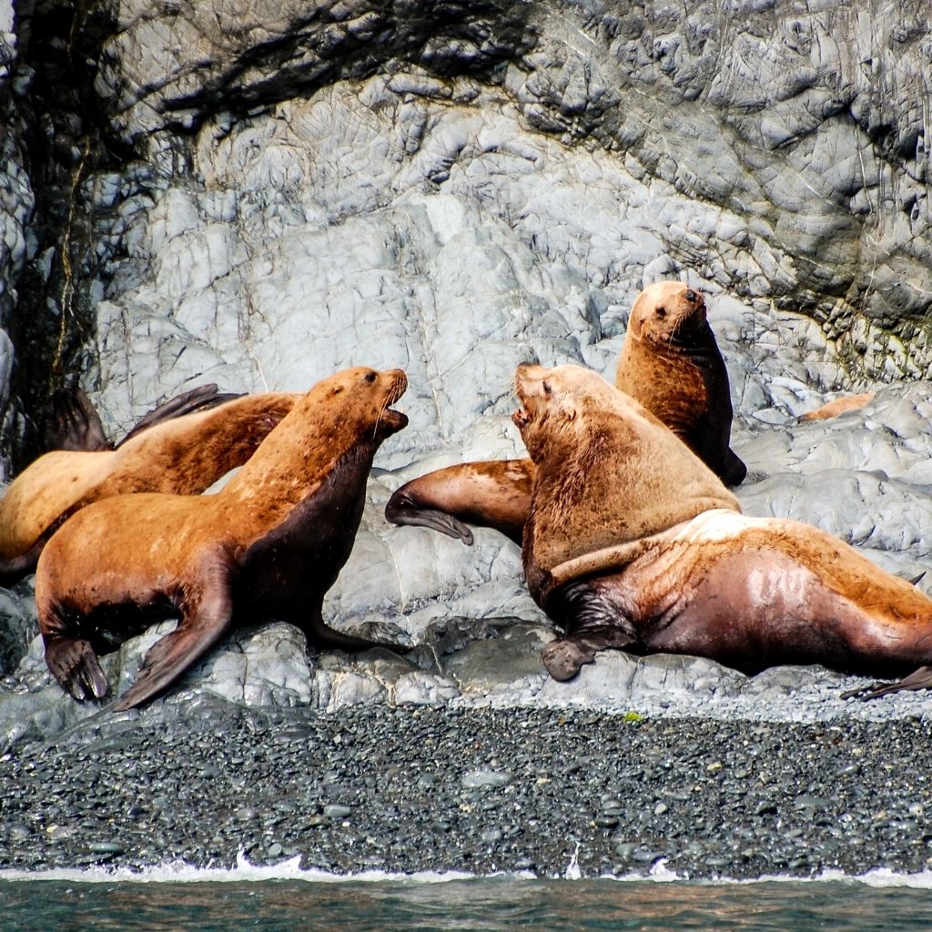 Sea lions