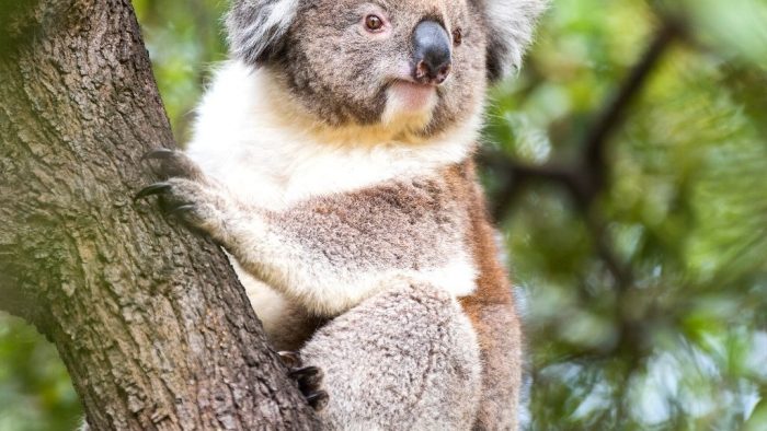 The-Best-Places-to-See-Wildlife-in-Perth-Cohunu-Koala-Park-Turuhi