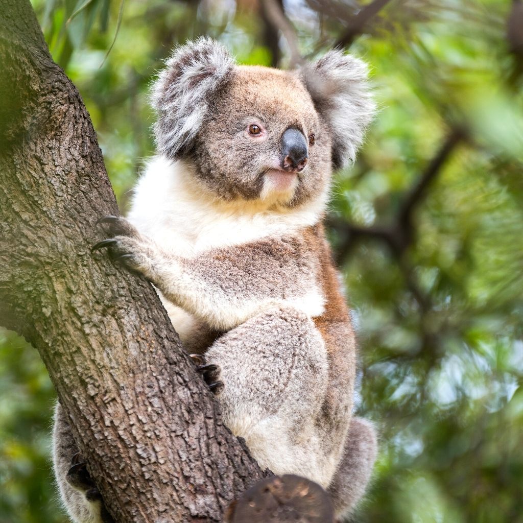 Cohunu Koala Park