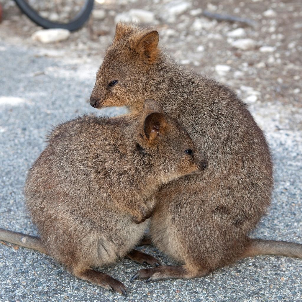 Rottnest Island