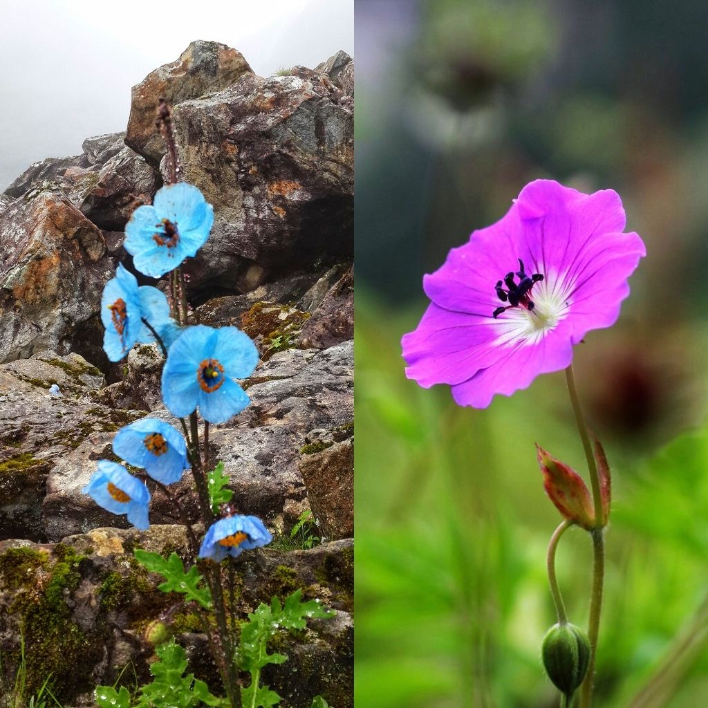 Valley of Flowers trek in August