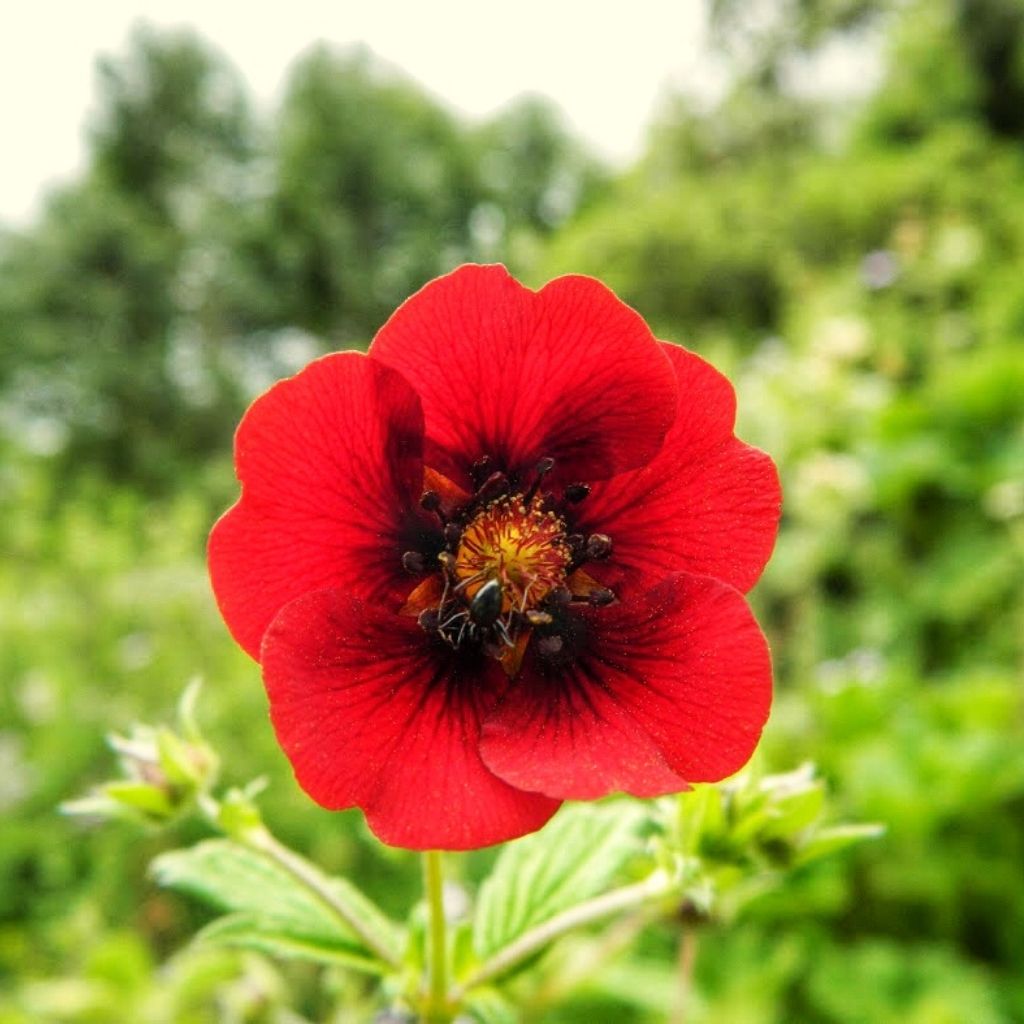 Valley of Flowers trek in July