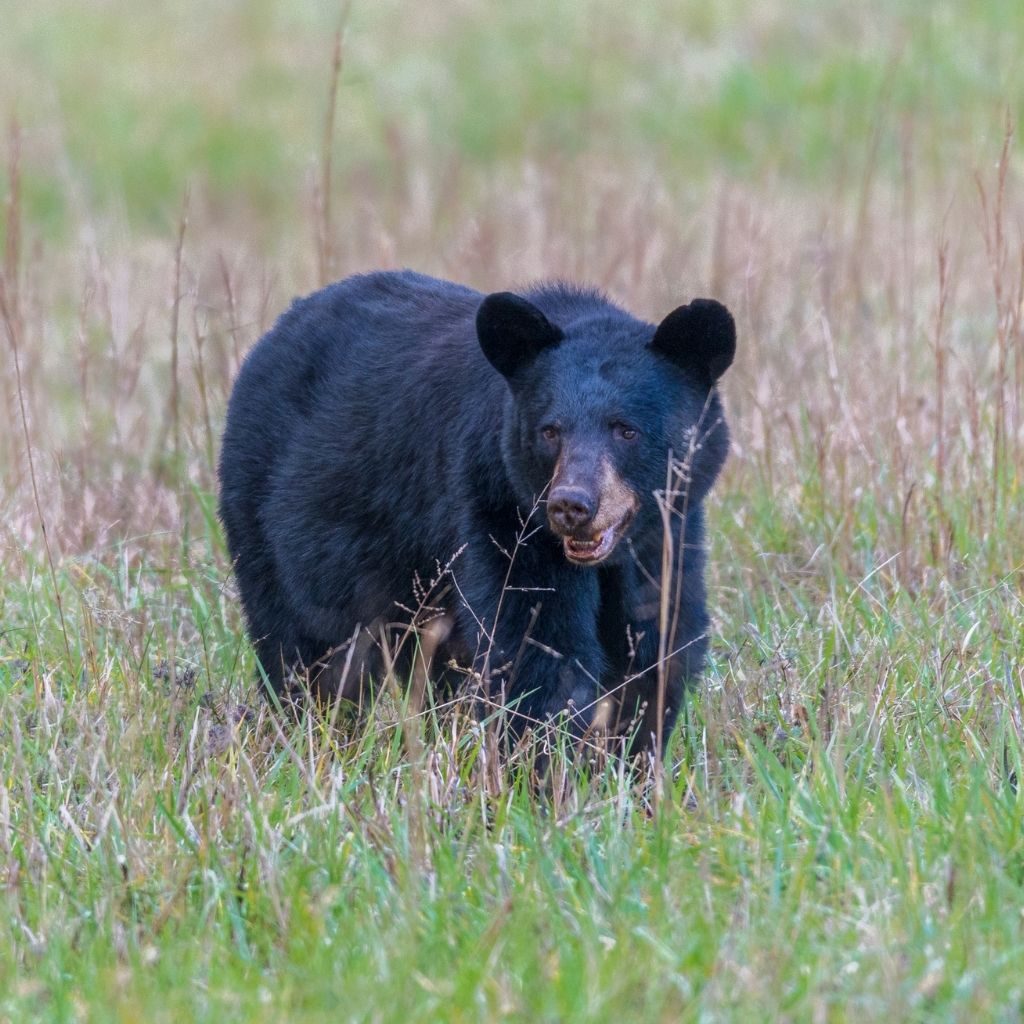 Black Bear in Cherokee National Park