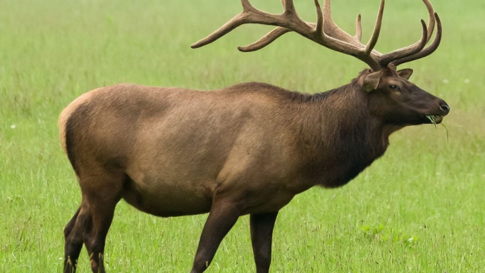 The-Wildlife-of-the-Cherokee-Forest-and-Why-It-Matters-Elk-Turuhi