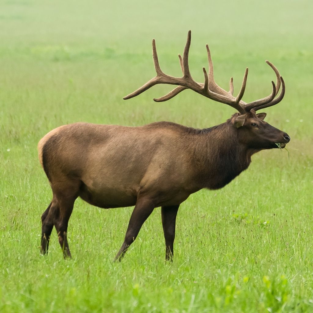 Elk in Cherokee Forest