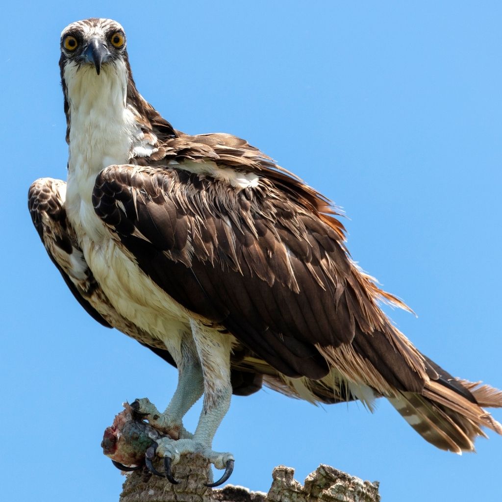 Osprey in Cherokee National Park