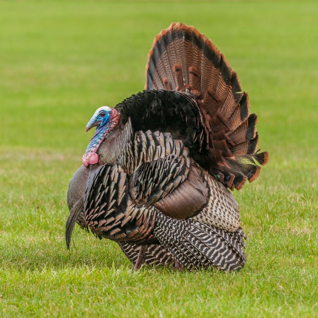 Wild Turkey in Cherokee National Park