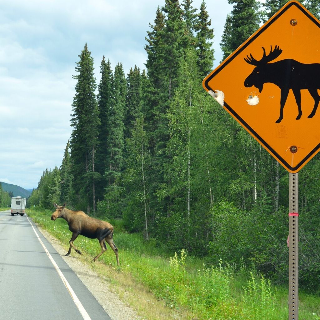 Wildlife to be aware of while driving in Alaska