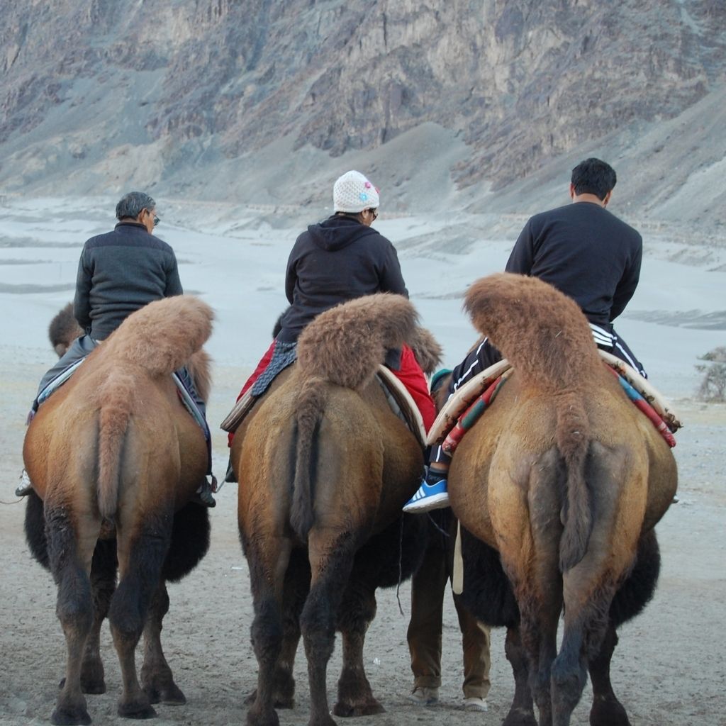 Bactrian Camel Ride in Nubra Valley, Ladakh