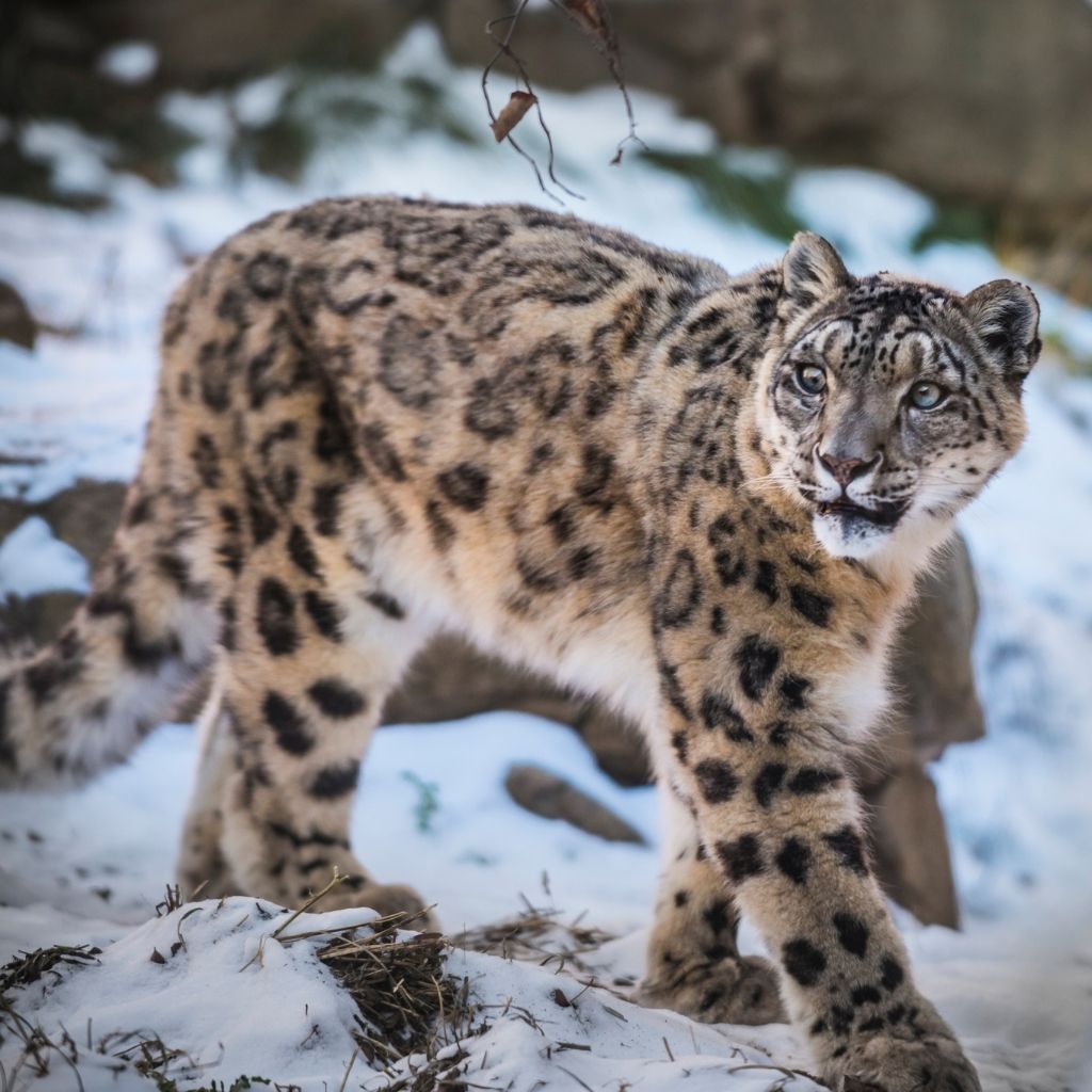 Snow Leopard Trek in Ladakh