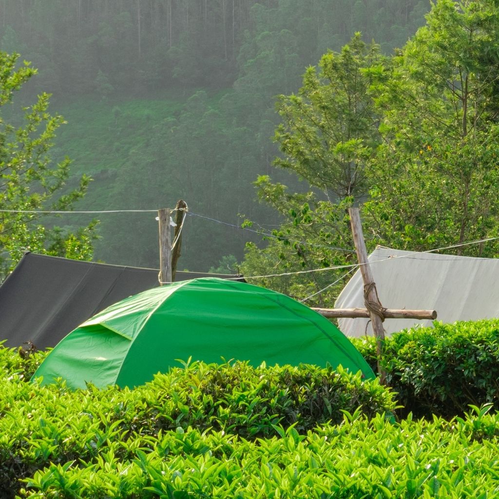 Camping in Tea Gardens
