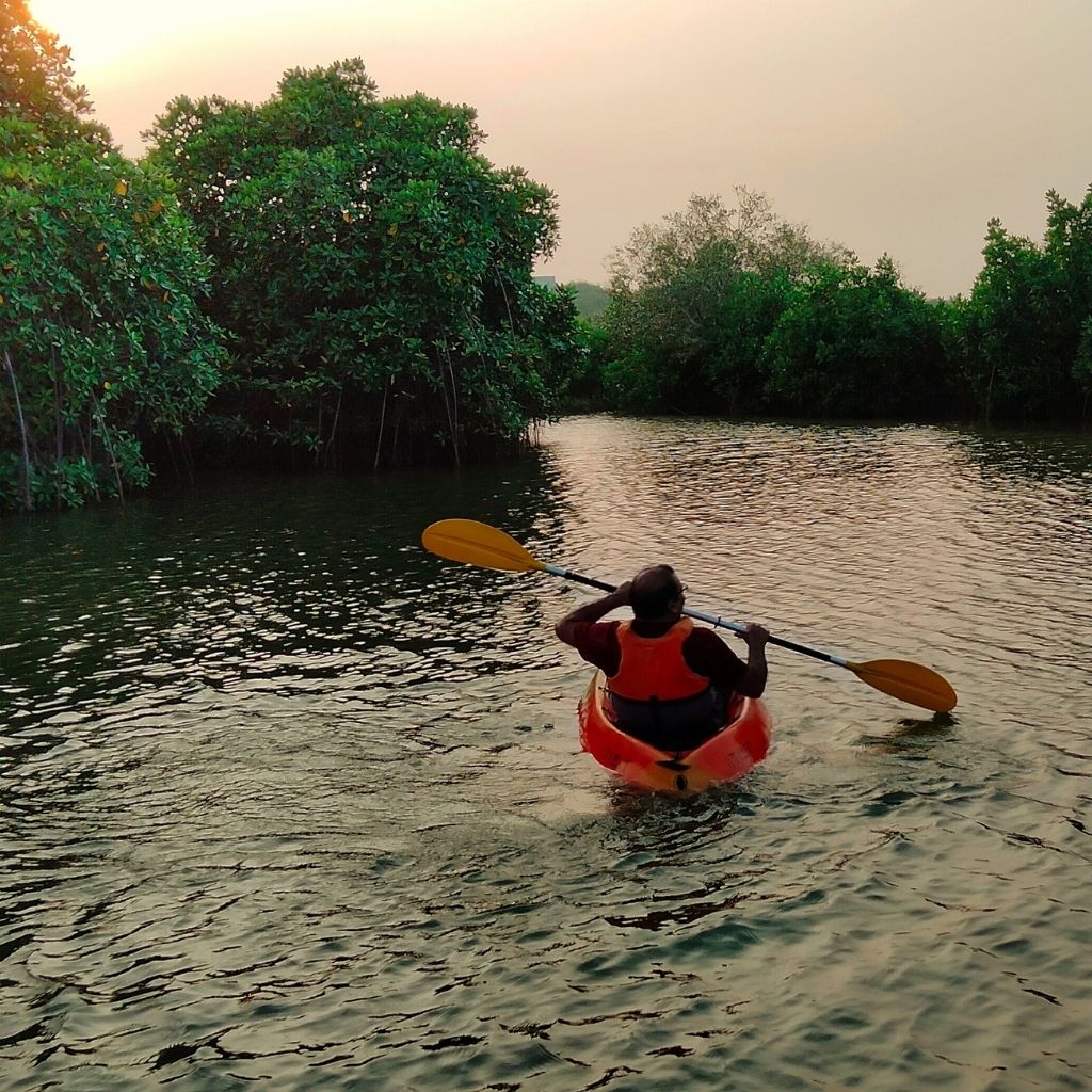 Kayaking and Paddle Surfing in Mangrove Forest