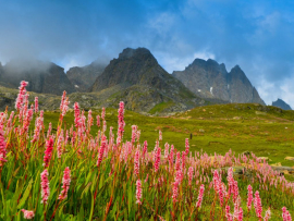 How-to-Reach-the-Valley-of-Flowers-Turuhi