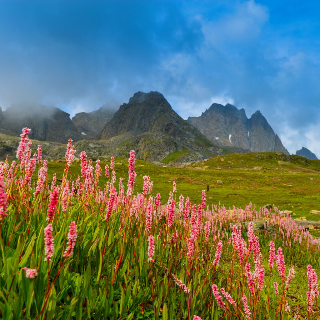How to reach the Valley of Flowers Trek in the Himalayas