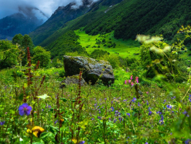 Itinerary-for-the-Valley-of-Flowers-and-Hemkund-Sahib-Valley-of-Flowers-National-Park-Turuhi