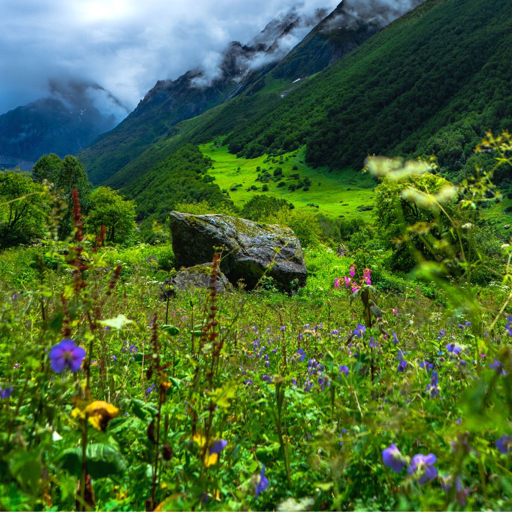 The Valley of Flowers National Park