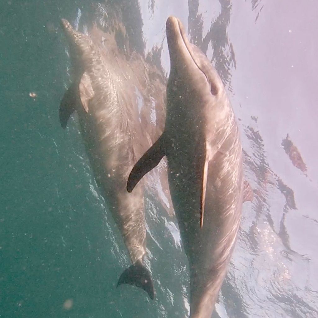 Getting up close and personal with dolphins