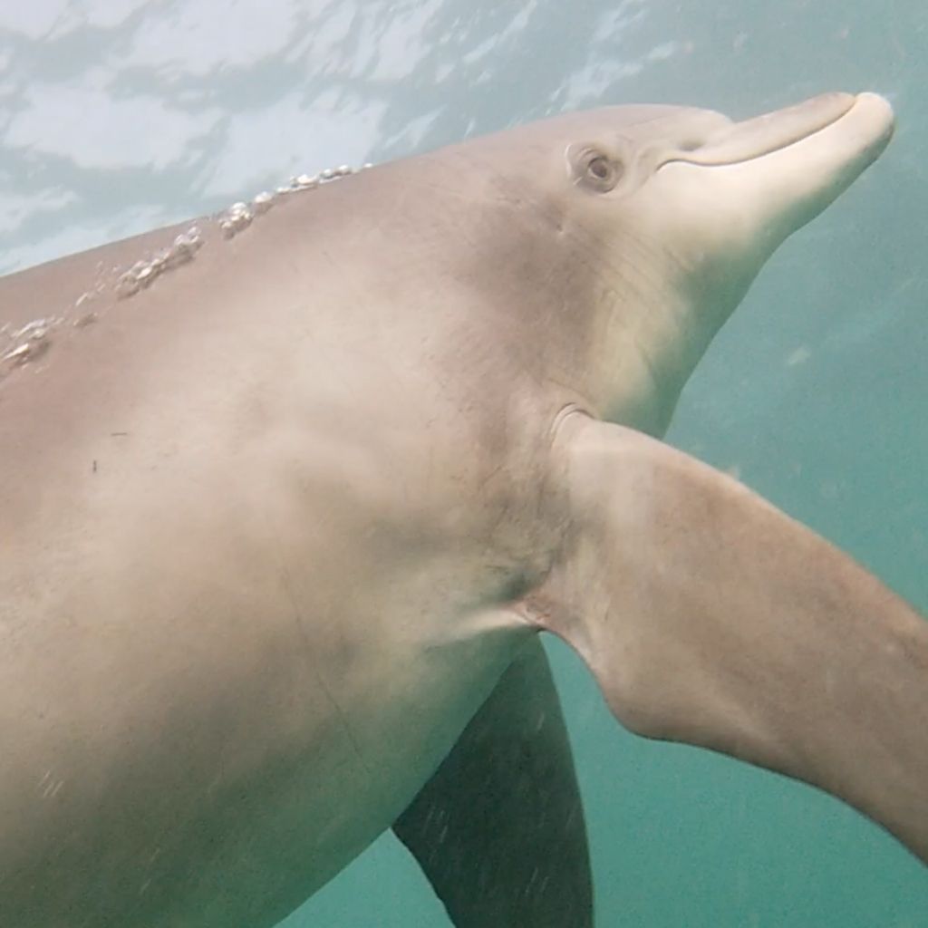 Getting up close and personal with dolphins