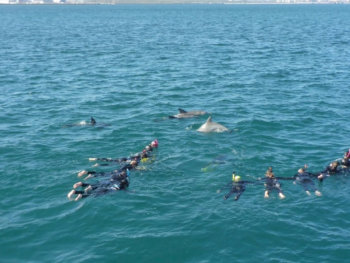 I went swimming with dolphins—here's why I'll never do it again