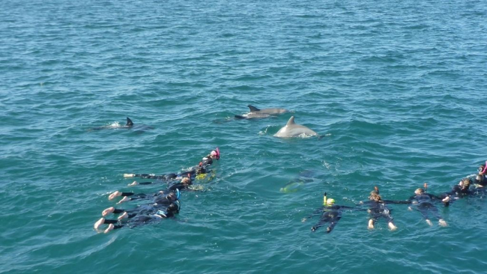 The-Experience-of-Swimming-with-Wild-Dolphins-3-Turuhi