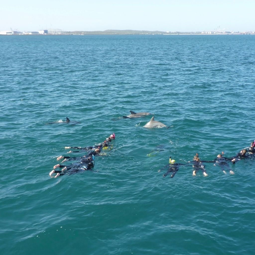 Swimming with Wild Dolphins - Perth, Australia