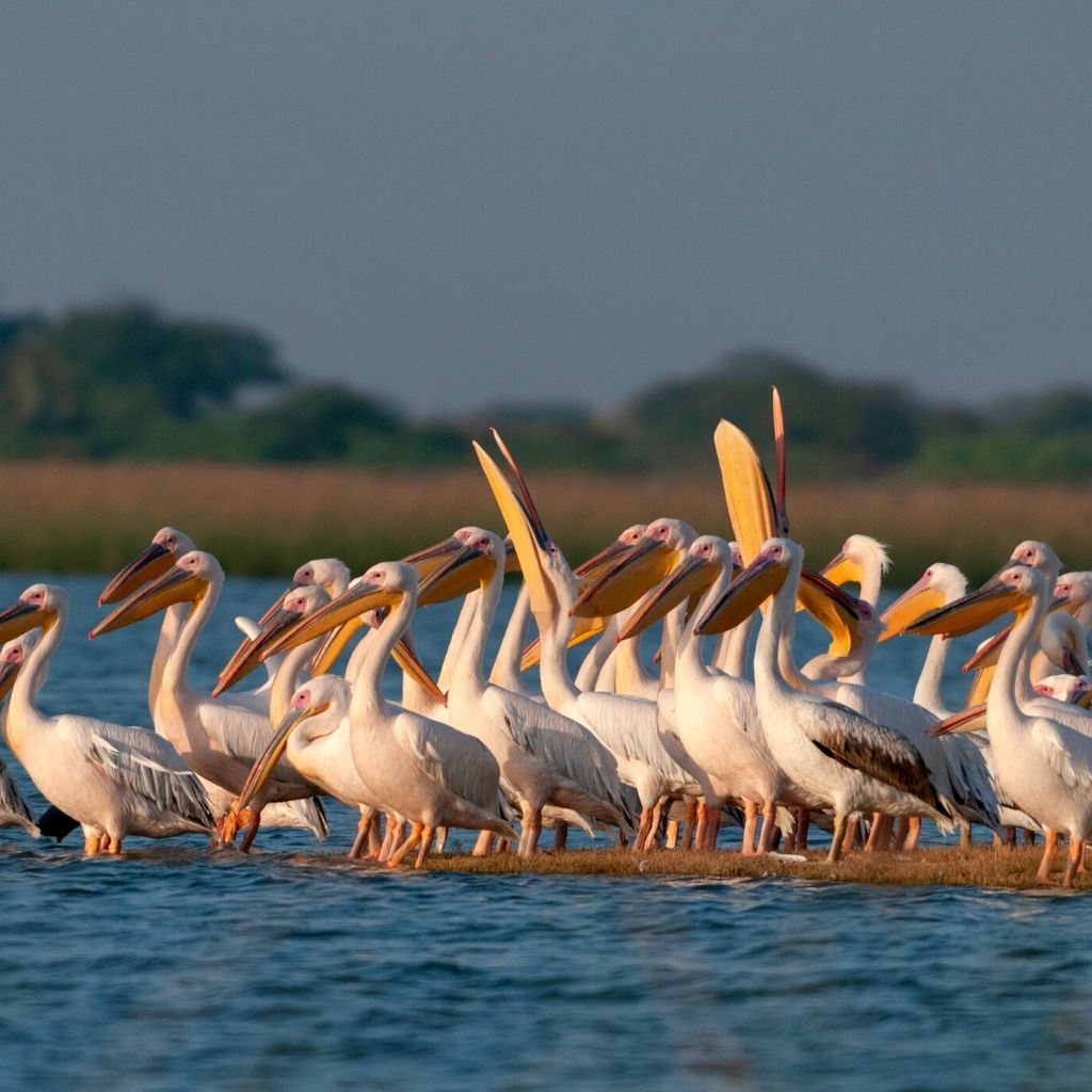 Pelicans at Khijadia Bird Sanctuary near Jamnagar in Gujarat