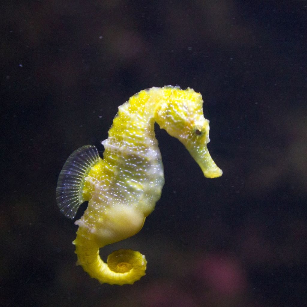 Narara Marine National Park between Jamnagar and Dwarka in Gujarat