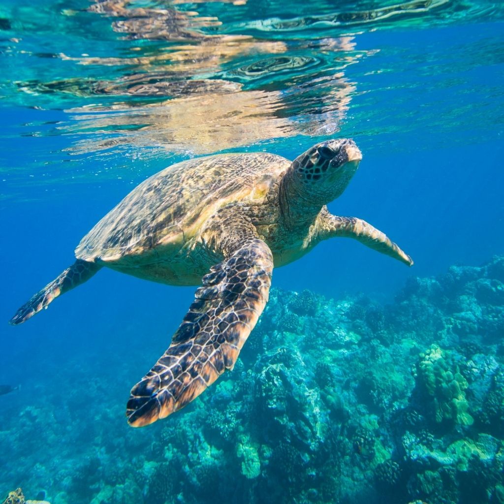 Sea turtles in Pirotan island near Jamnagar in Gujarat