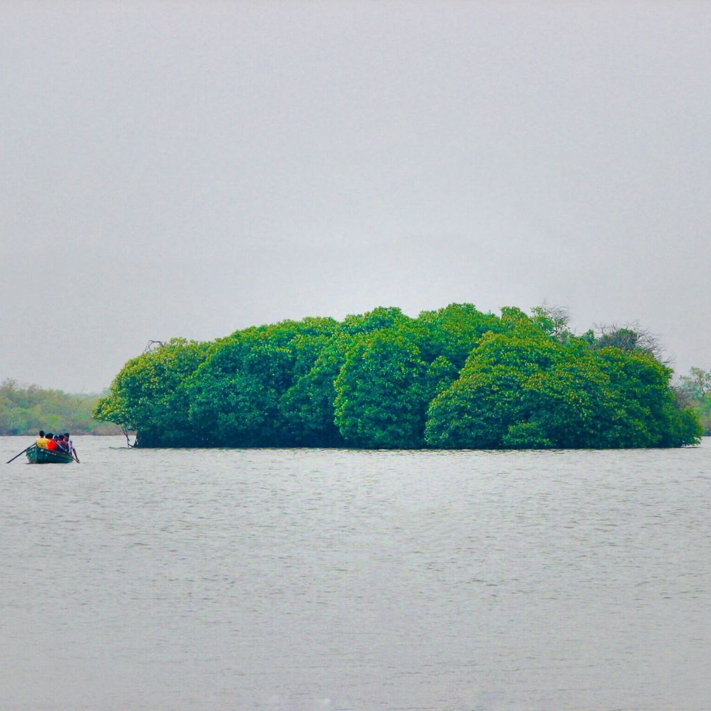The second-largest mangrove forest in the world