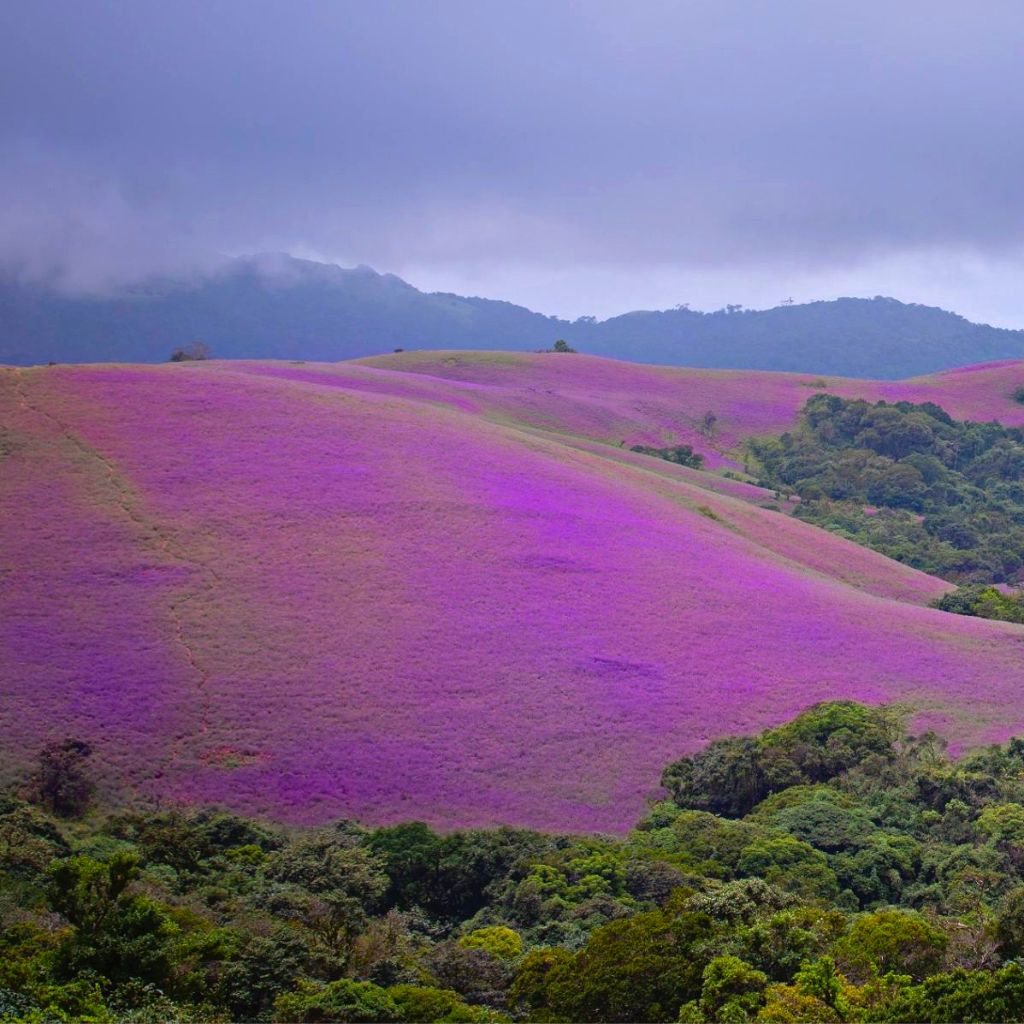 Kurinji flowers that bloom every 12 years