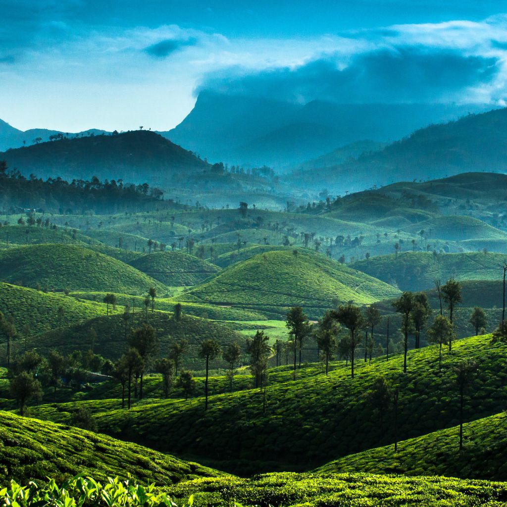 The section of the Western Ghats in Tamil Nadu known as Nilgiri Mala