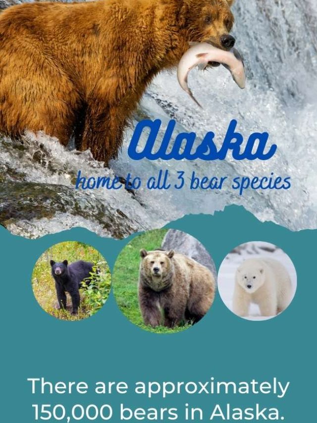Experience the Wildlife of Alaska