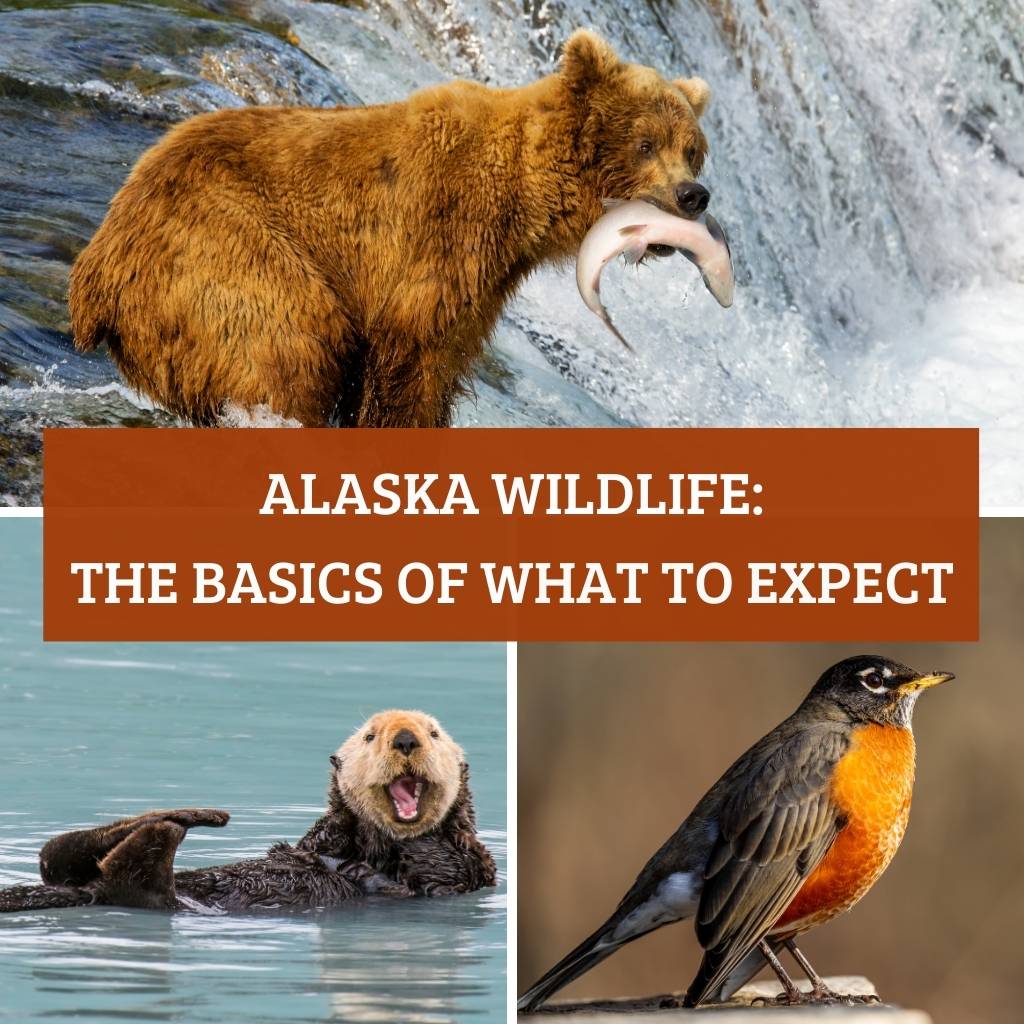 Alaska Wildlife: Animals that live on land, in the water, and birds