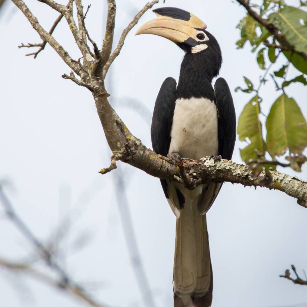 Hornbill during bird watching in Valparai