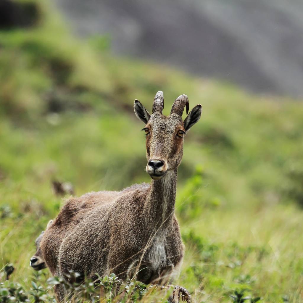 Nilgiri Tahr in Valparai Wildlife