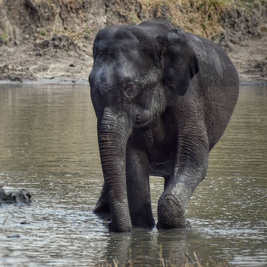 Elephant in Valparai Wildlife Sanctuary