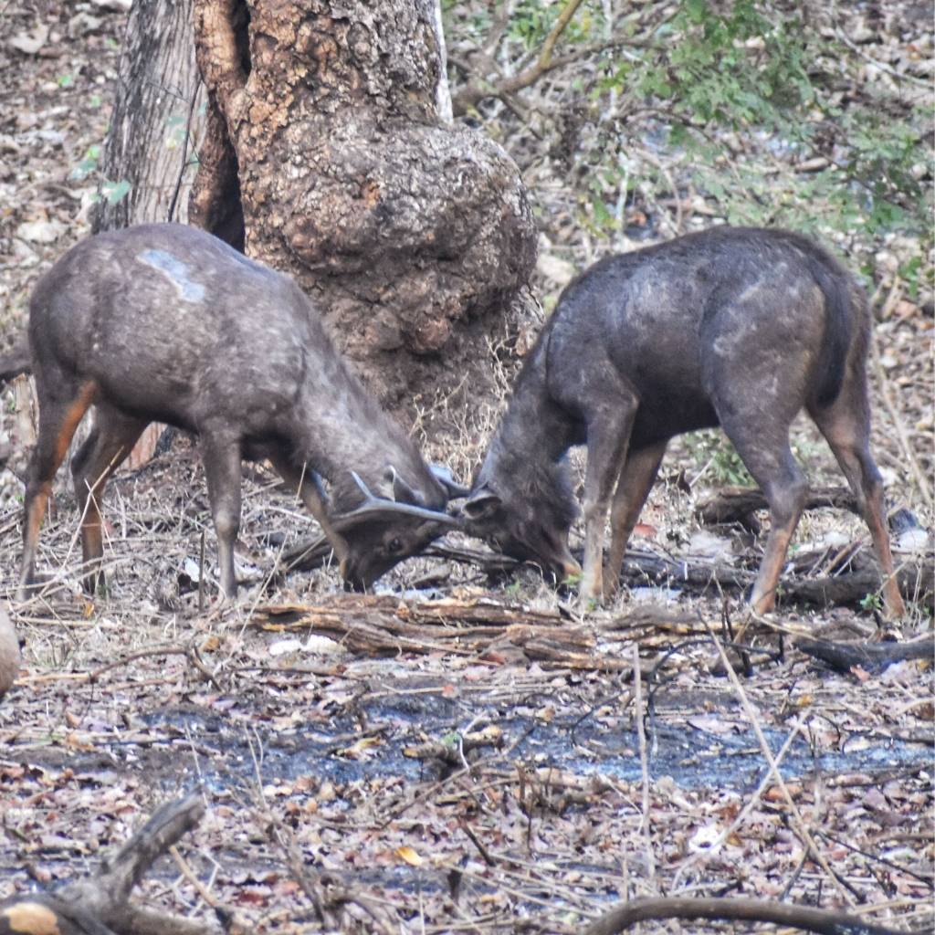 A sambar couple in Kabini forest during the safari