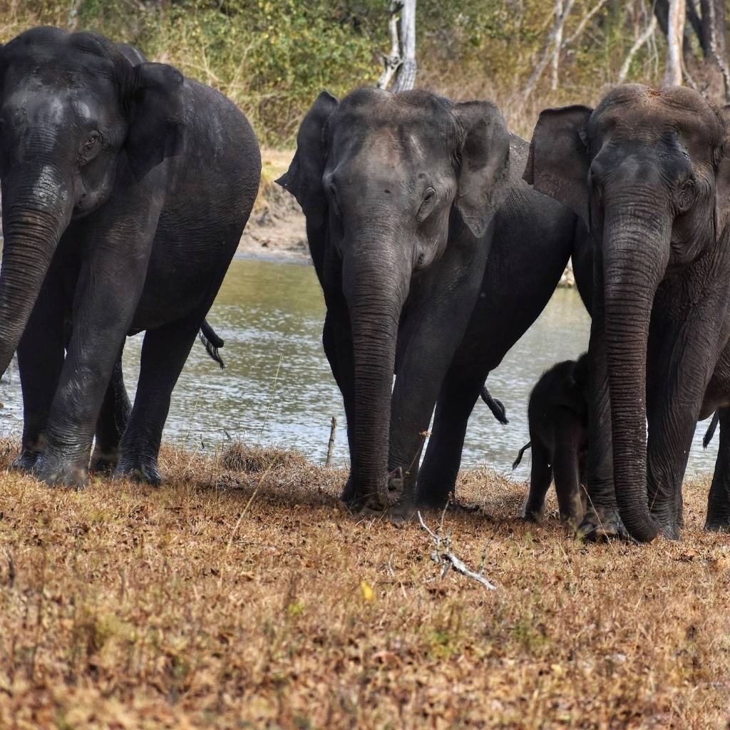 A herd of elephants in Kabini forest during the safari