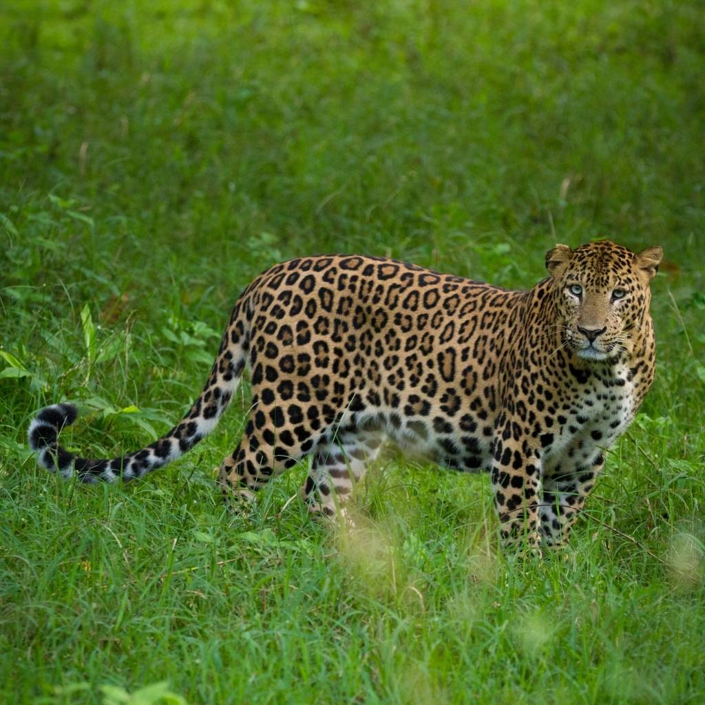 A sensational leopard in Kabini forest during the safari