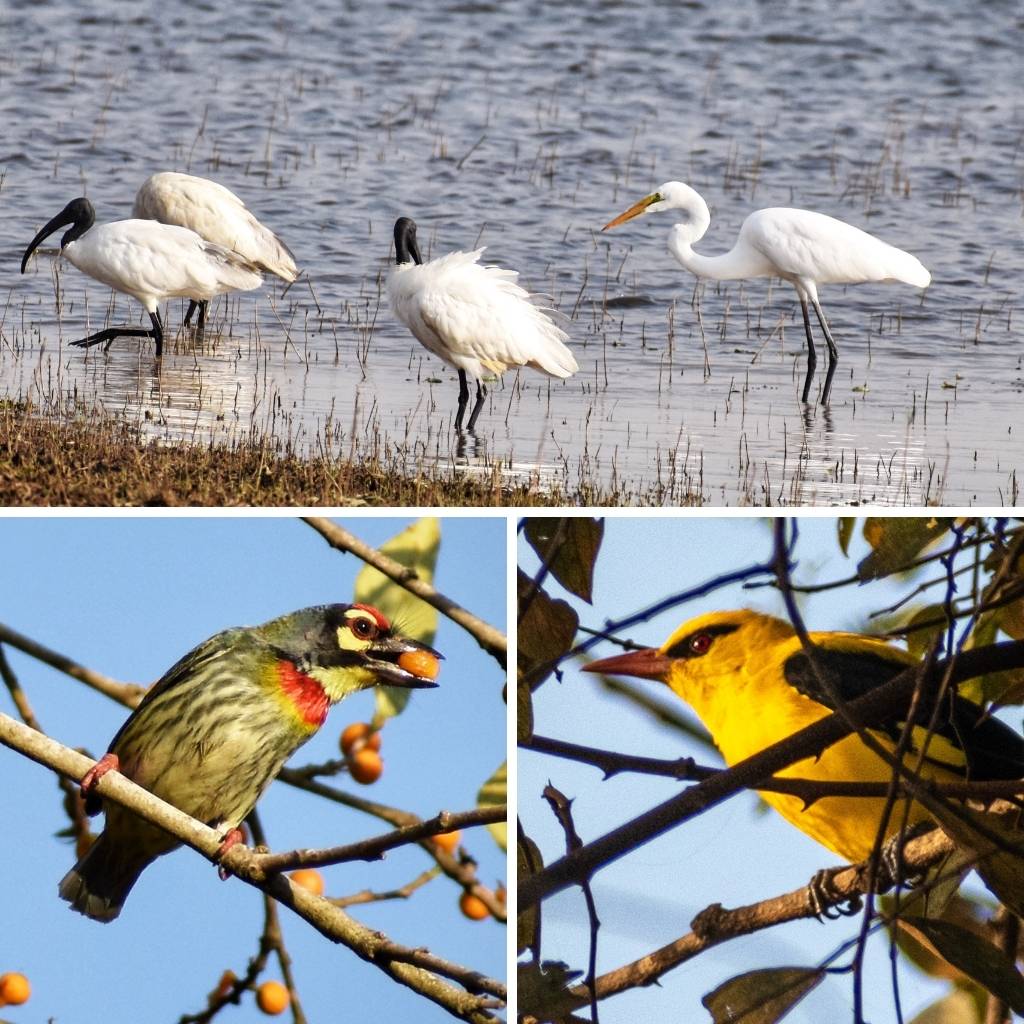 Birds in Kabini Forest and backwaters