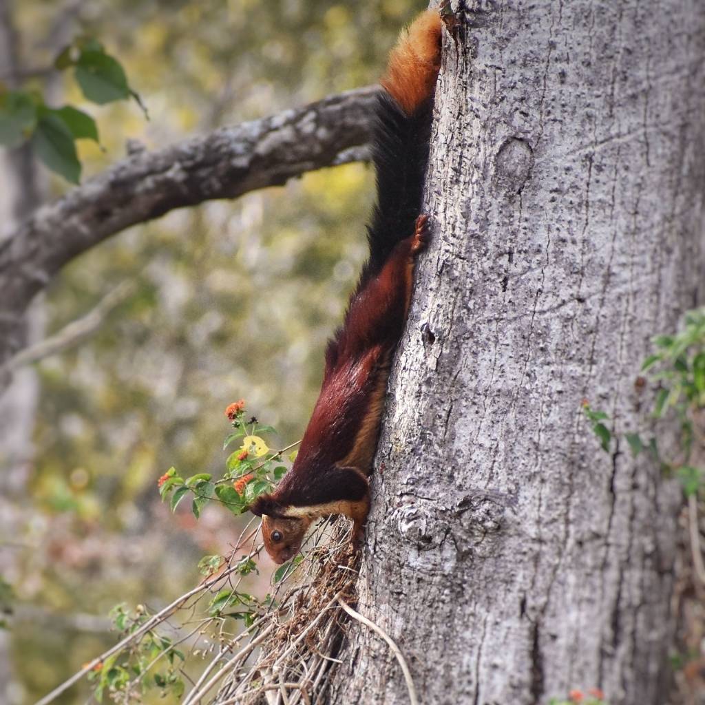 Giant Malabar Squirrel in Kabini Forest