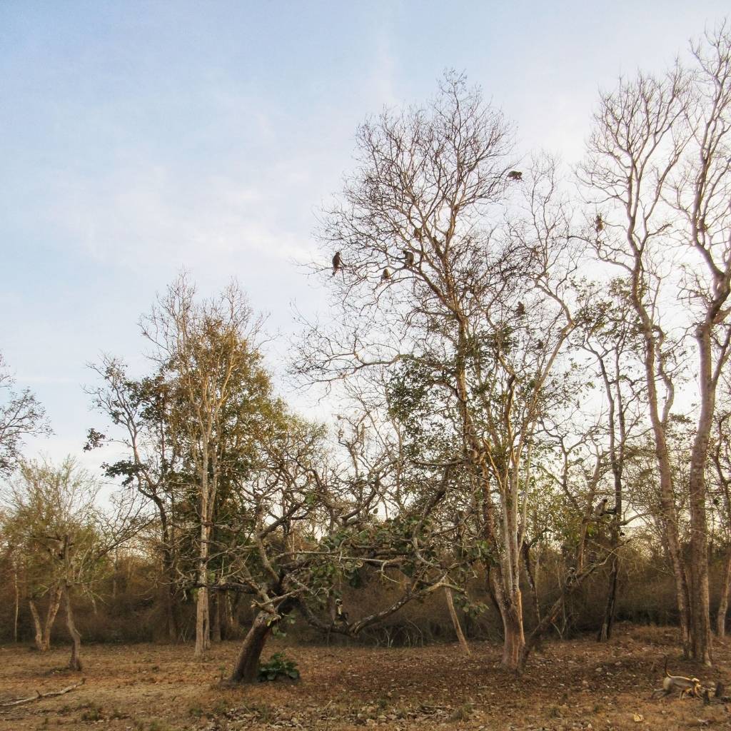 Various trees dot the landscape in Kabini Nagarhole National Park