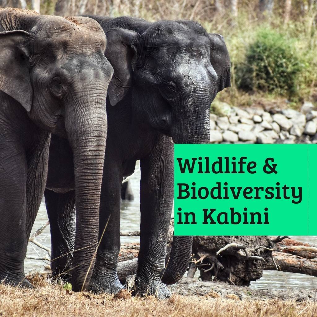 Wildlife and Biodiversity in Kabini