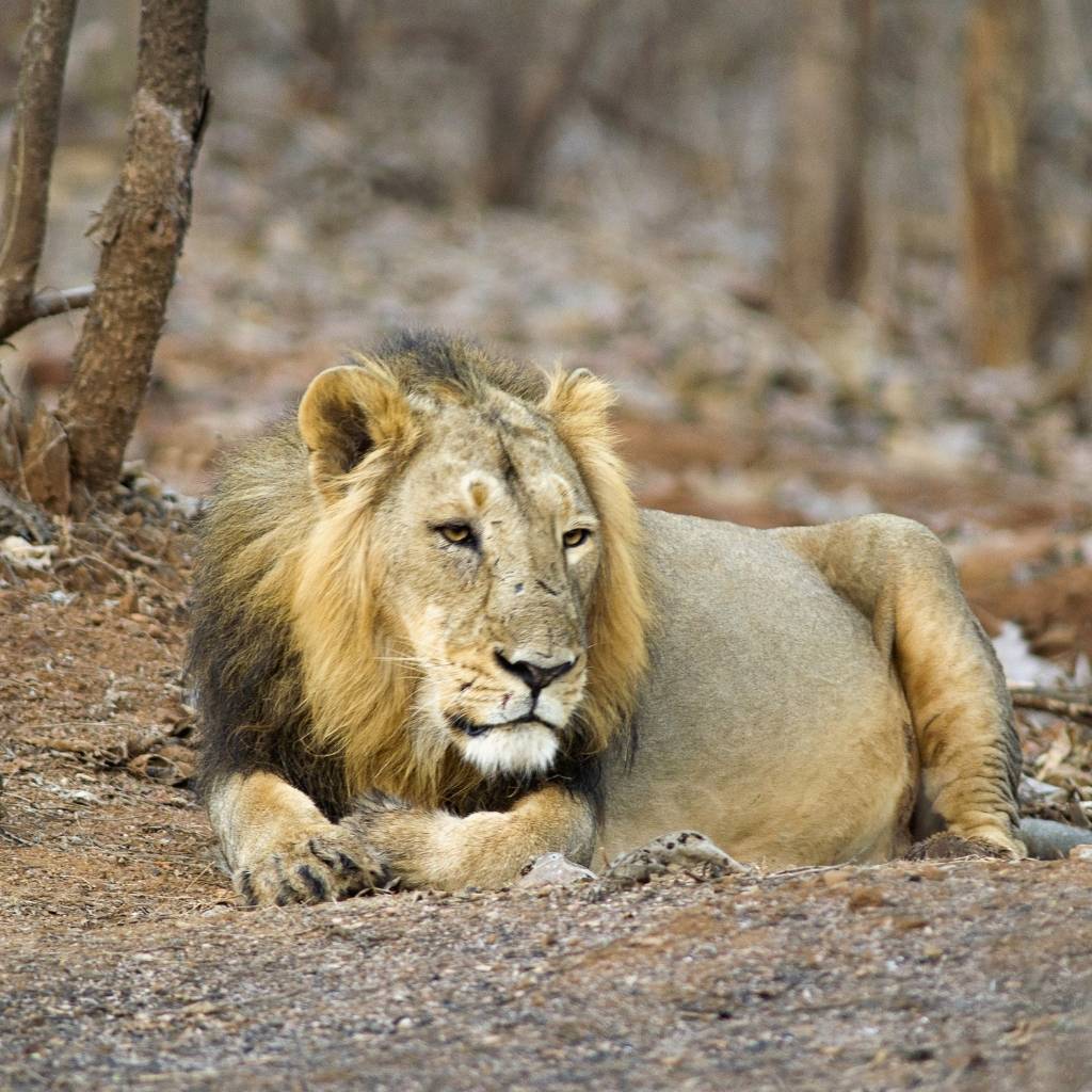 Sasan Gir Forest in Gujarat is mesmerizing