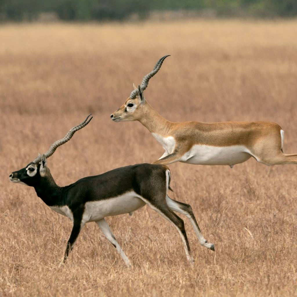 Blackbuck Sanctuary of Velavadar near Bhavnagar