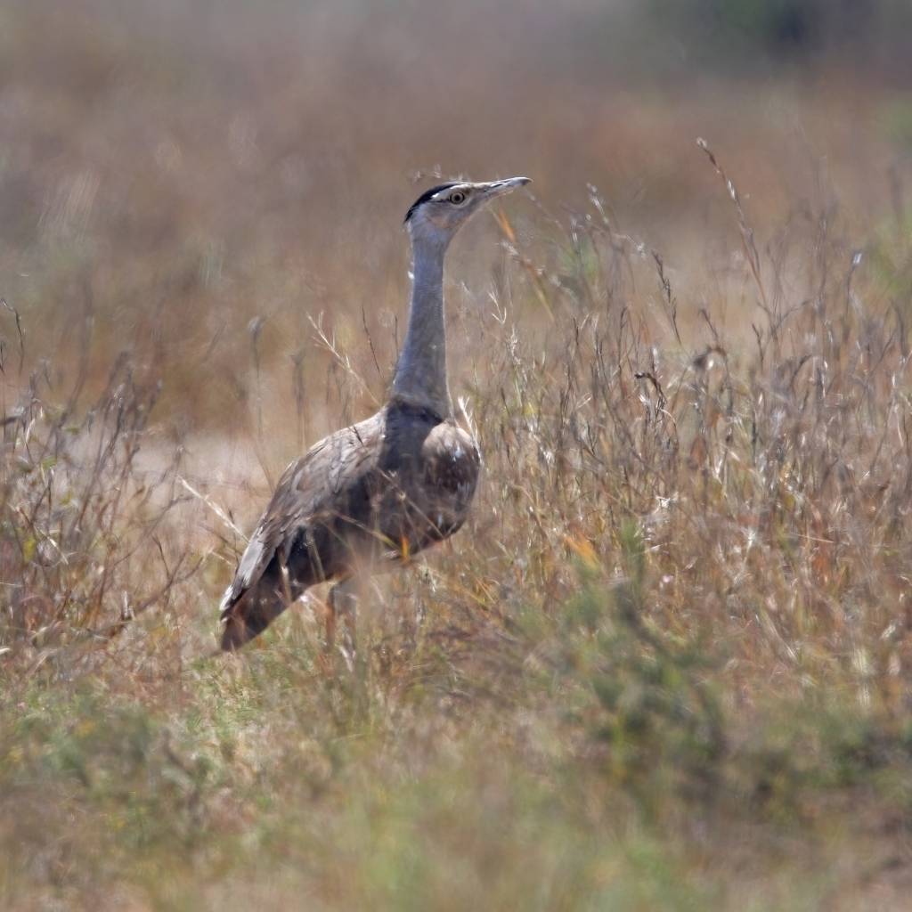 The Great Indian Bustard is a beautiful bird in Kutch Bustard Sanctuary