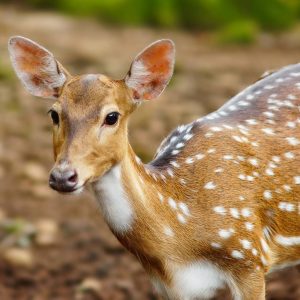 Wildlife Sanctuaries in Gujarat - Turuhi