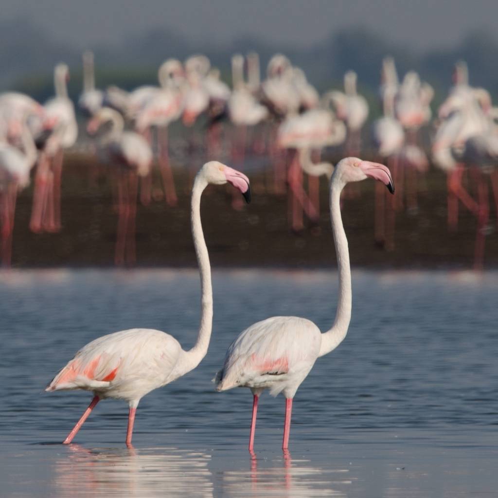 Mesmerizing Nal Sarovar for migratory birds