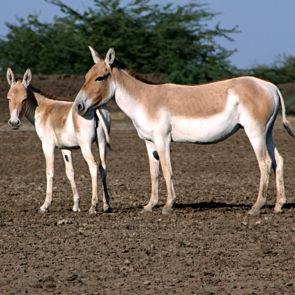 Wild Ass in the Little Rann of Kutch in Dasada