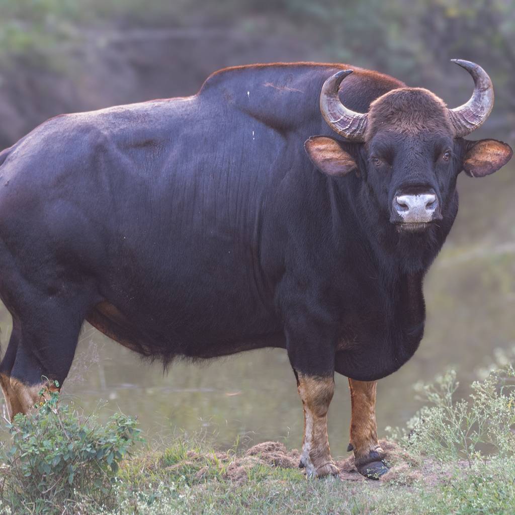 A bison (Indian Gaur) in Kabini forest during the safari